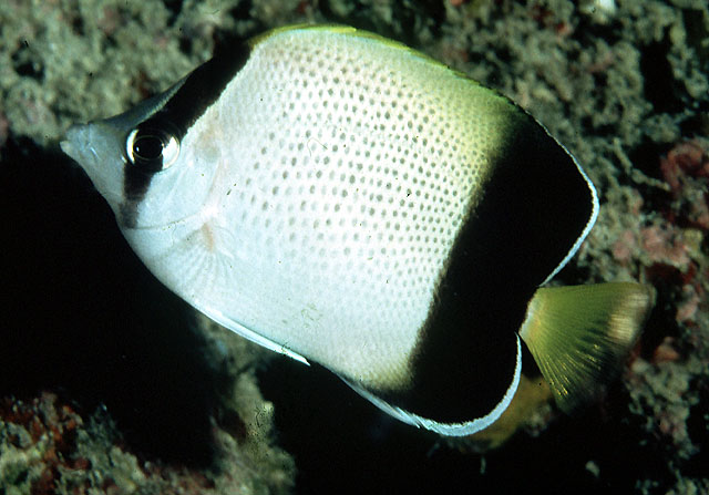 Chaetodon dolosus